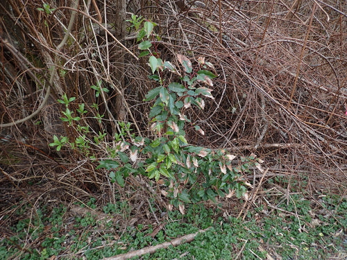 Portugiesischer Kirschlorbeer — Bild 3