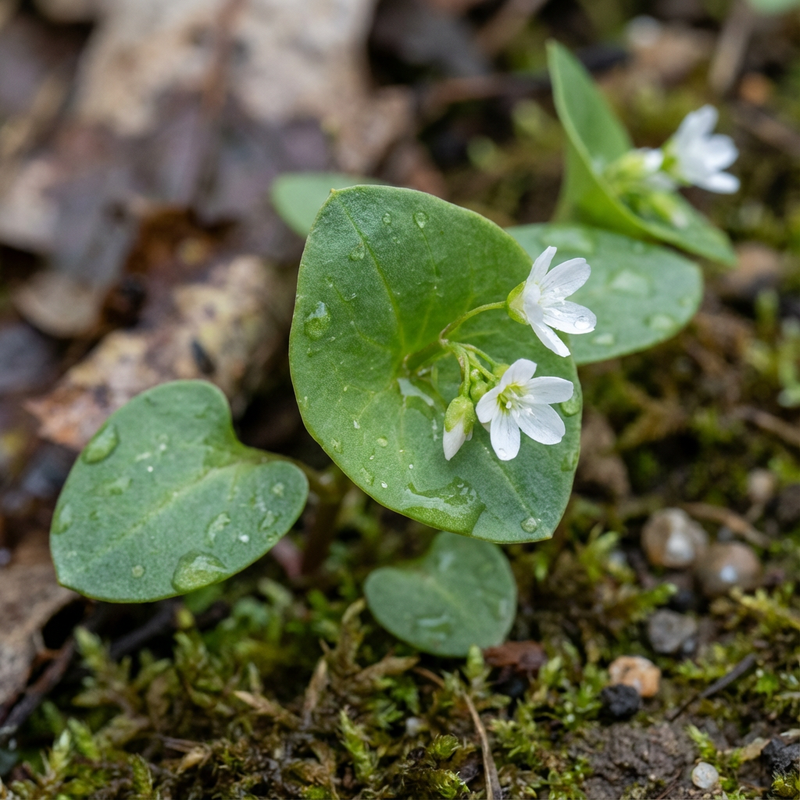 Postelein (Claytonia perfoliata), KI-Illustration