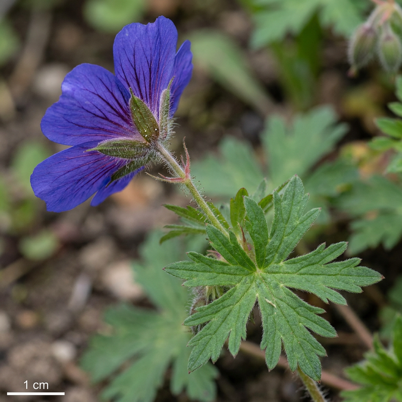 Pracht-Storchschnabel (Geranium magnificum), KI-Illustration