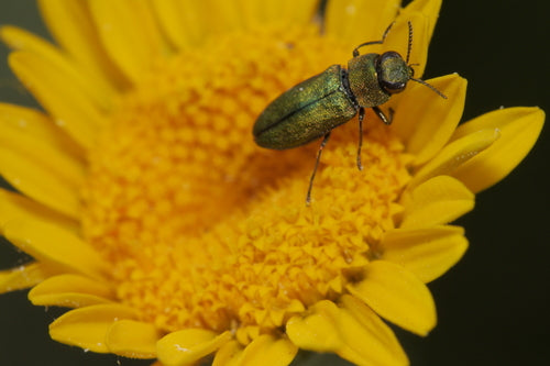 Prachtkäfer (Gattung Anthaxia) — Bild 2 von 9