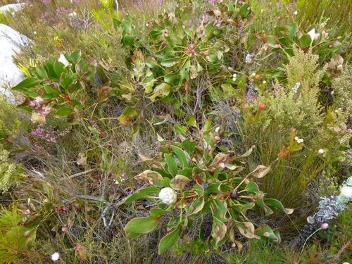 Protea — Bild 5