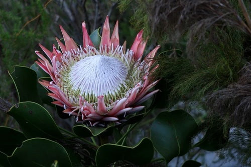 Protea — Bild 4