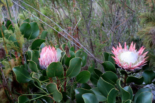 Protea — Bild 2