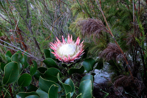 Protea — Bild 3