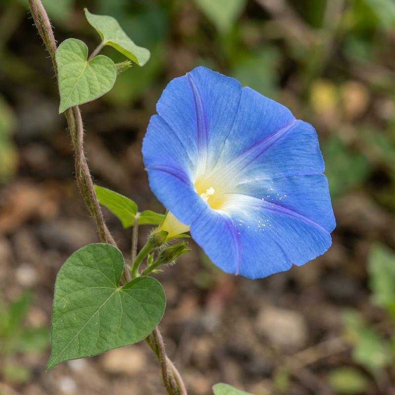Prunkwinde (Ipomoea tricolor), KI-Illustration