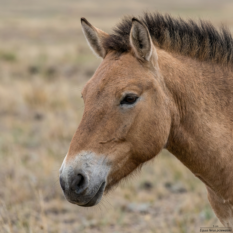 Przewalski-Pferd (Equus ferus przewalskii), KI-Illustration