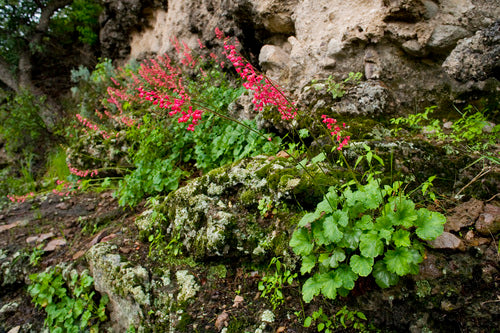 Purpur-Heuchera — Bild 3 von 10