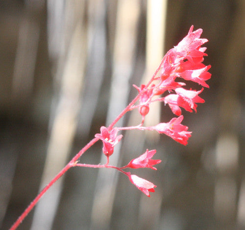 Purpur-Heuchera — Bild 4 von 10