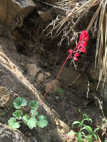 Purpur-Heuchera — Bild 5 von 10