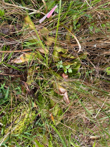 Purpur-Schlauchpflanze — Bild 5 von 8