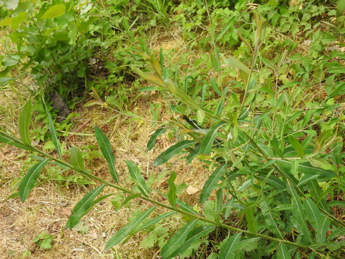 Purpur-Weide — Bild 5 von 10