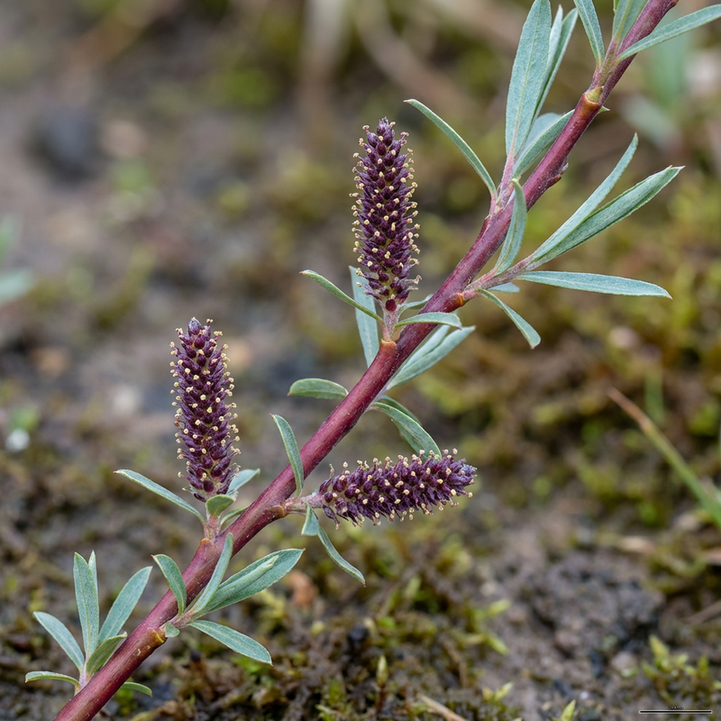 Purpur-Weide (Salix purpurea), KI-Illustration