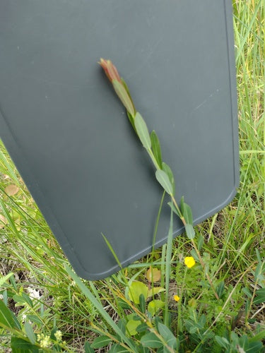 Purpur-Weide — Bild 4 von 10