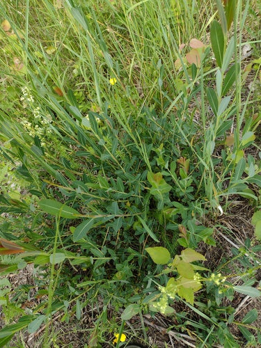 Purpur-Weide — Bild 3 von 10