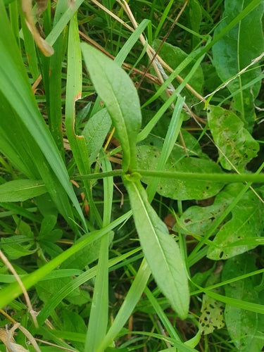 Purpur-Witwenblume — Bild 5 von 11