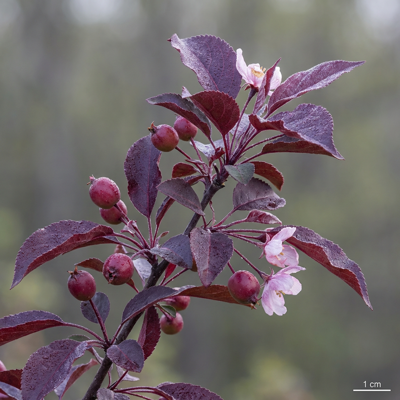 Purpur-Zierapfel (Malus purpurea), KI-Illustration