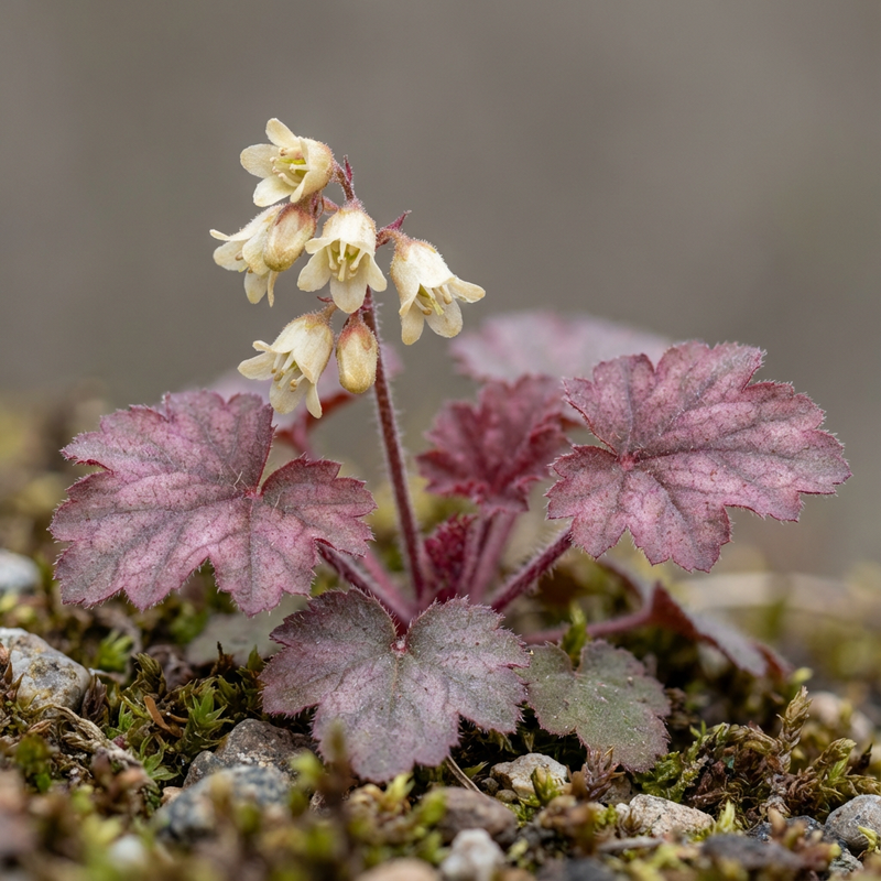 Purpurgloeckchen (Heuchera micrantha), KI-Illustration