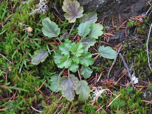 Purpurgloeckchen — Bild 2 von 8