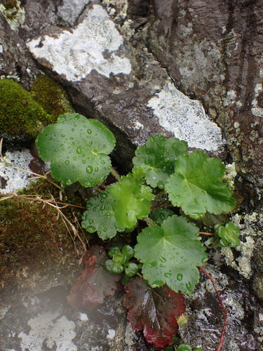 Purpurgloeckchen — Bild 1 von 8
