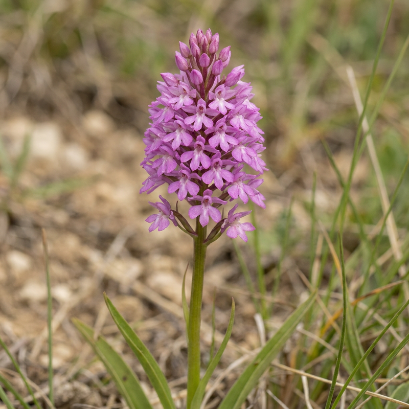 Pyramiden-Hundswurz (Anacamptis pyramidalis), KI-Illustration