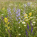 Rapunzel-Glockenblume (Campanula rapunculus) in Blüte im naturnahen Garten (KI-generiert)
