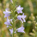 Blüte von Rapunzel-Glockenblume (Campanula rapunculus) in Nahaufnahme (KI-generiert)