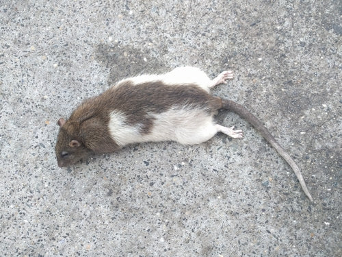 Ratten — Bild 5 von 8