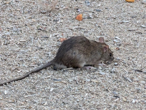 Ratten — Bild 3 von 8