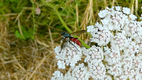 Raupenfliege (Gattung Cylindromyia) — Bild 4 von 11