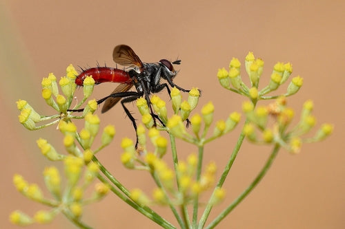 Raupenfliege (Gattung Cylindromyia) — Bild 5 von 11
