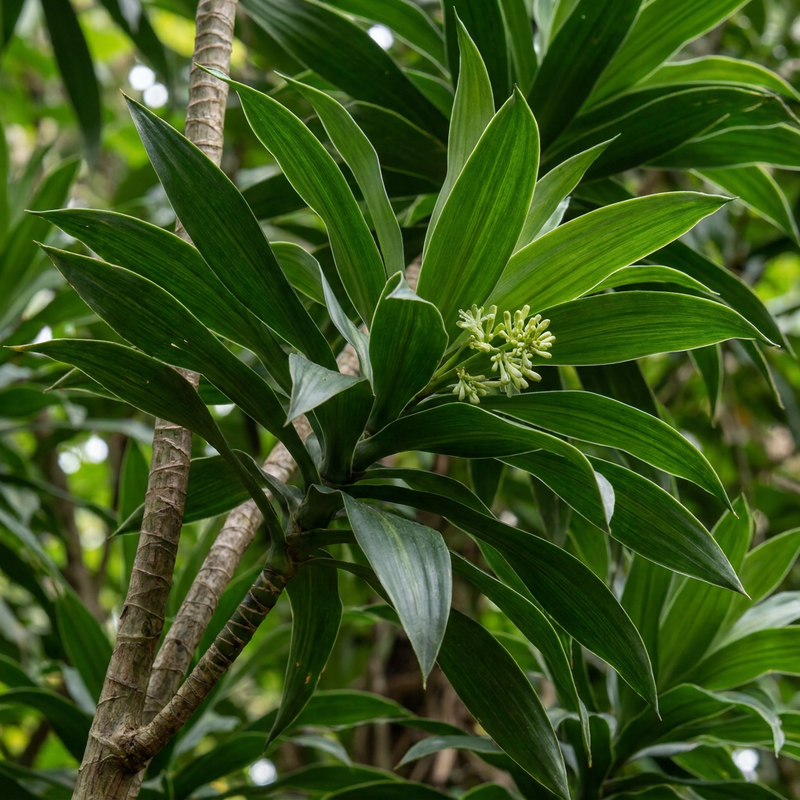 Reflex-Drachenbaum (Dracaena reflexa), KI-Illustration