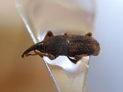 Reiskäfer — Bild 2 von 33