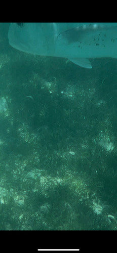Riesen-Stachelmakrele — Bild 1 von 8