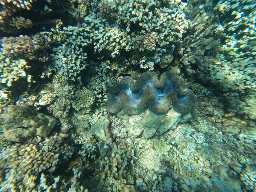 Riesenmuschel — Bild 5 von 8