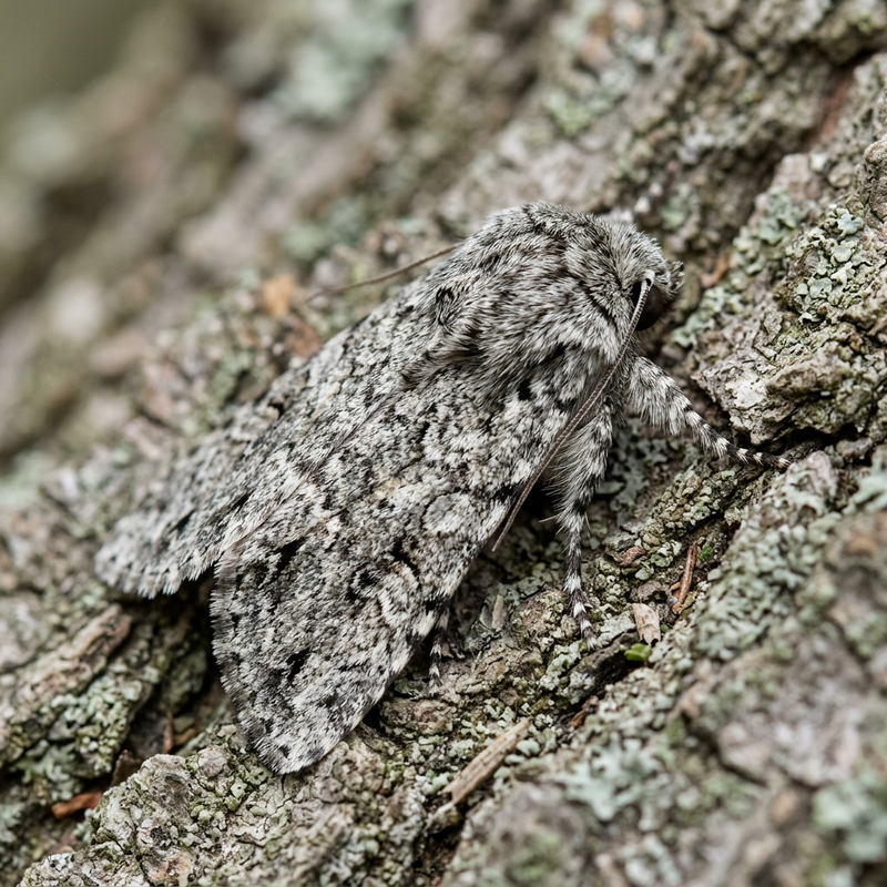 Rindeneule (Gattung Acronicta) (Acronicta), KI-Illustration