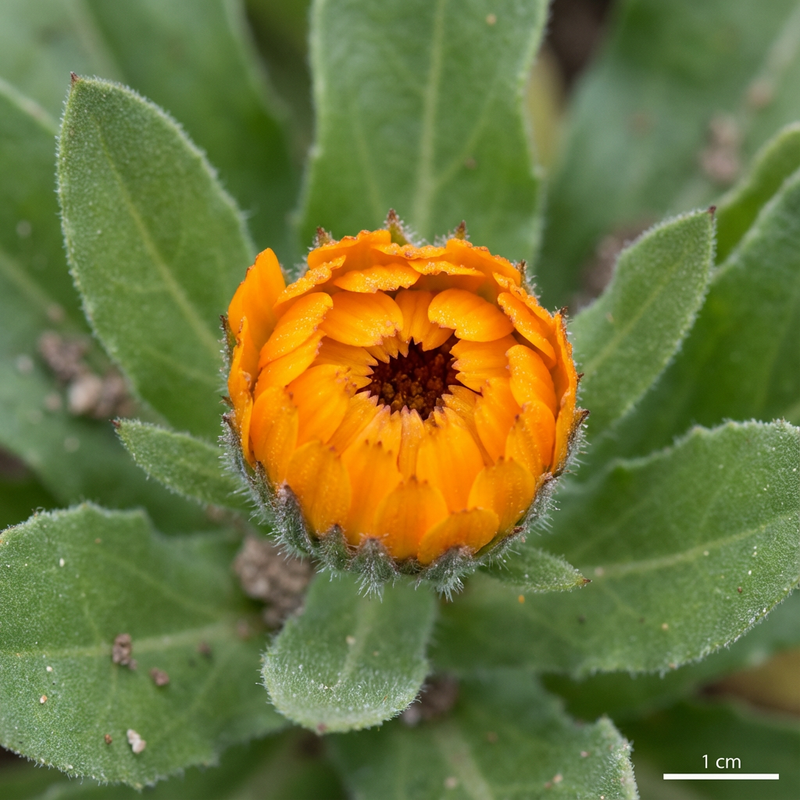 Ringelblume
