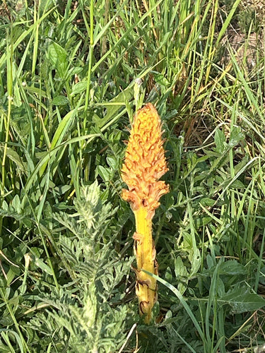 Rispen-Sommerwurz — Bild 4 von 8