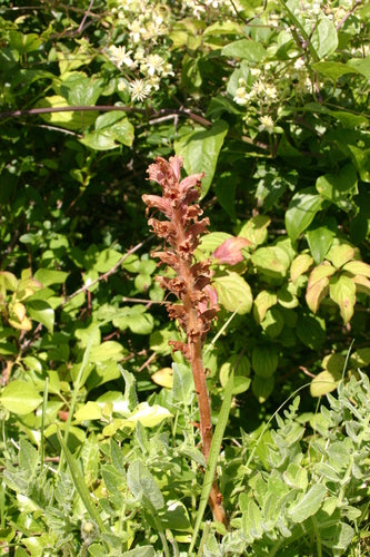 Rispen-Sommerwurz — Bild 1 von 8