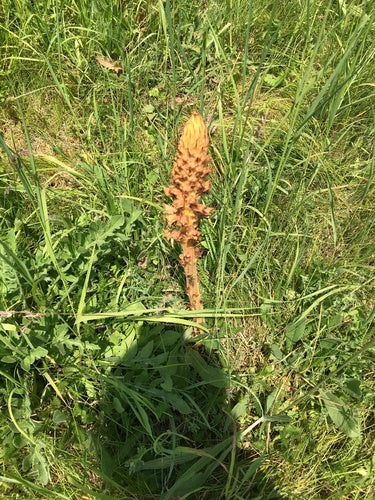 Rispen-Sommerwurz — Bild 5 von 8