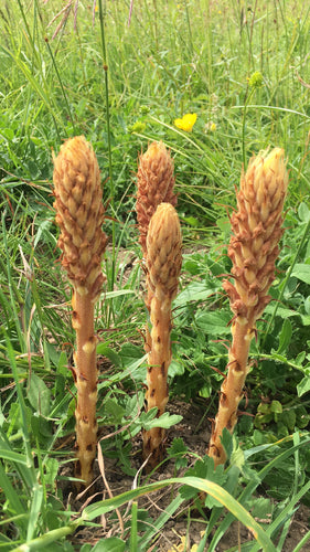 Rispen-Sommerwurz — Bild 2 von 8