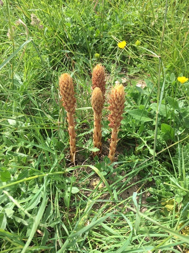 Rispen-Sommerwurz — Bild 3 von 8