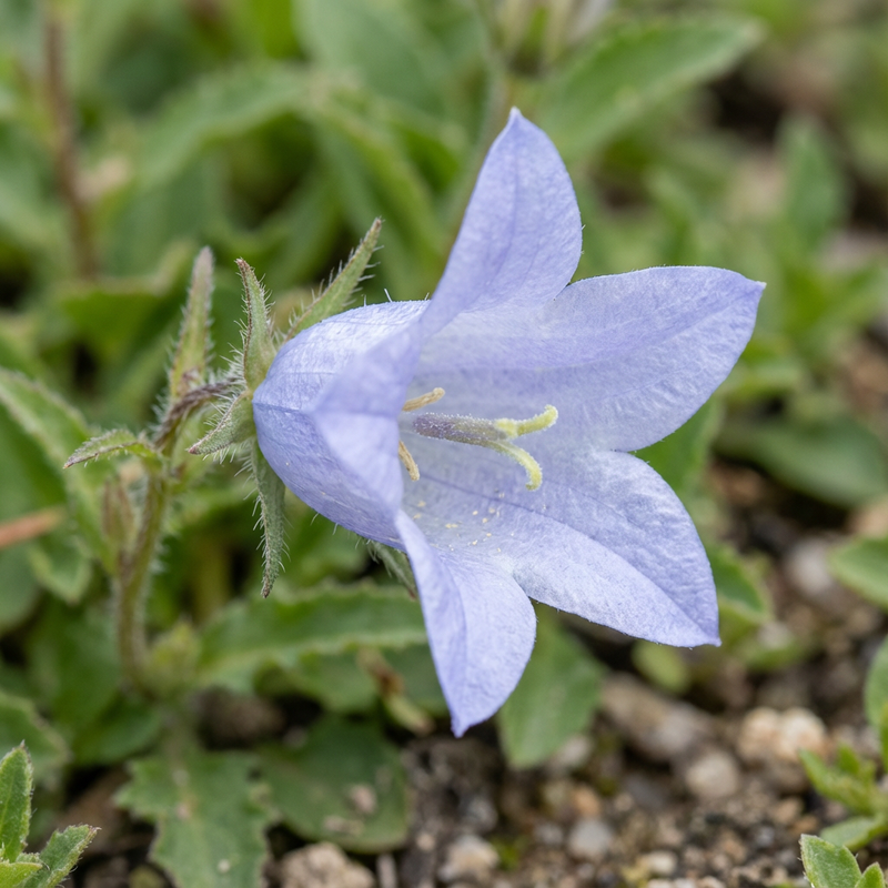 Rittersporn (Campanula lactiflora), KI-Illustration