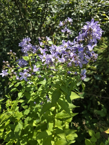 Rittersporn — Bild 5 von 8