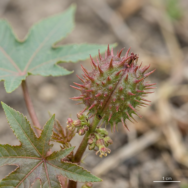 Rizinus (Ricinus communis), KI-Illustration