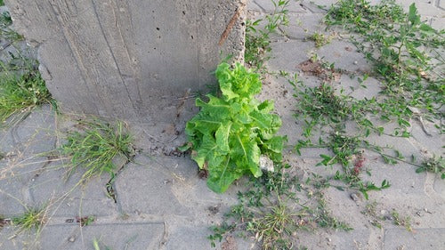 Römersalat — Bild 4 von 8