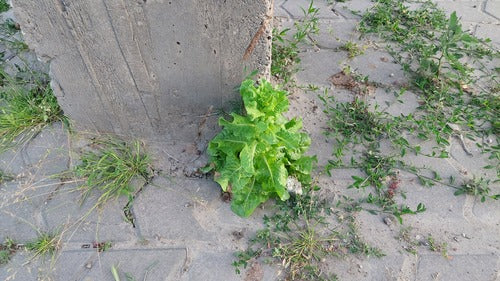 Römersalat — Bild 5 von 8