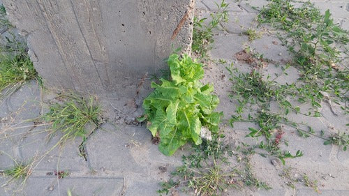Römersalat — Bild 3 von 8