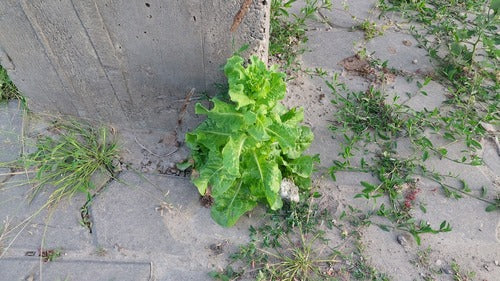 Römersalat — Bild 1 von 8