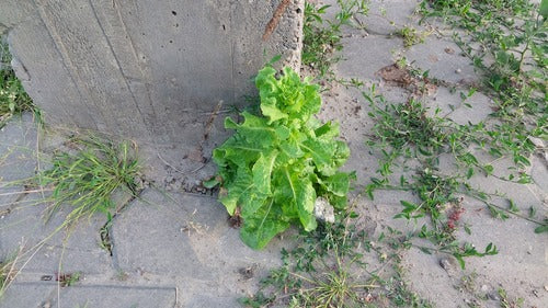 Römersalat — Bild 2 von 8