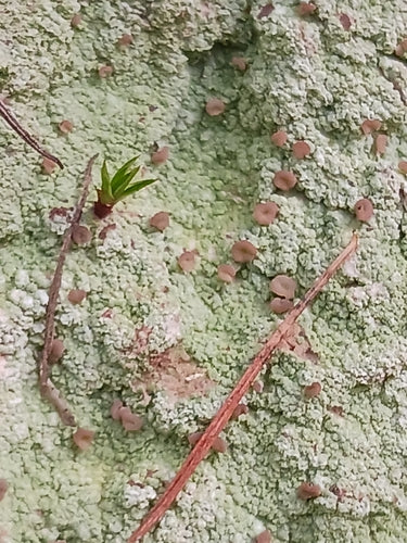 Rosa Heidetäubling — Bild 3 von 9
